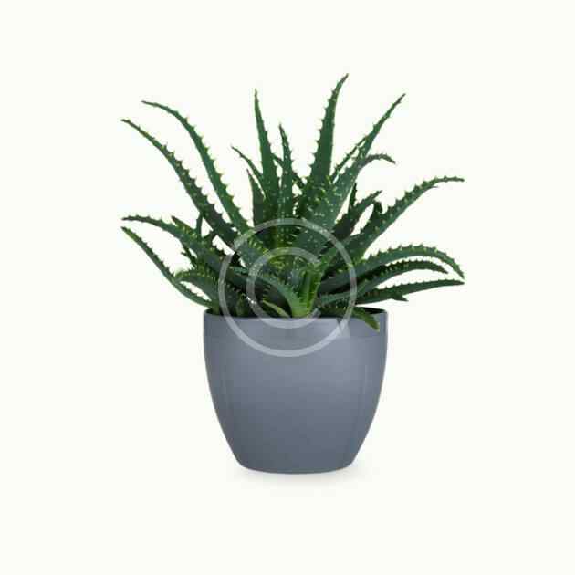 Aloe arborescens